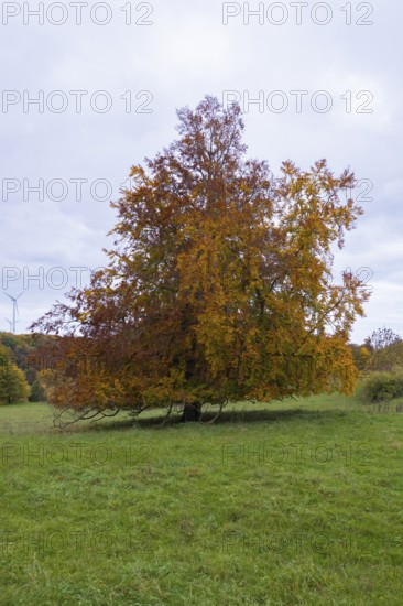 Autumn tree in a meadow, wind turbines and cloudy sky in the background, beech trees, Swabian Alb Biosphere Reserve, Baden-Württemberg, Germany
