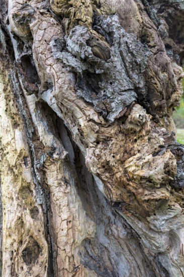 Detailed view of tree bark with accentuated wood structure and texture, beech, Swabian Alb biosphere area, Baden-Württemberg, Germany