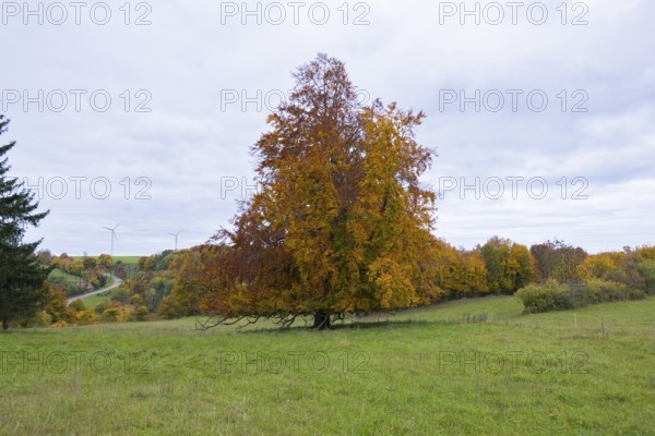Colourful autumn leaves on a tree in a meadow under cloudy sky, Beech, Swabian Alb Biosphere Reserve, Baden-Württemberg, Germany