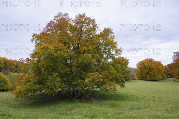 Large tree with autumn leaves in a meadow, beech, Swabian Alb Biosphere Reserve, Baden-Württemberg, Germany