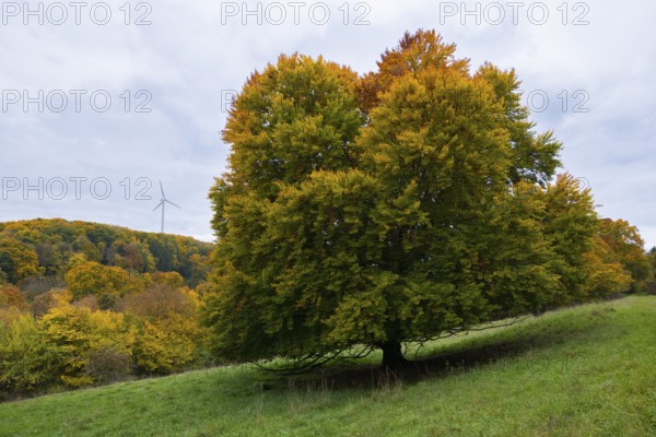 Large tree in autumn next to a wind turbine in a hilly landscape, beech, Swabian Alb Biosphere Reserve, Baden-Württemberg, Germany