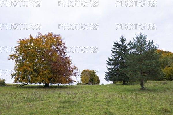 Autumn meadow with trees under cloudy sky, beeches, firs, Swabian Alb Biosphere Reserve, Baden-Württemberg, Germany