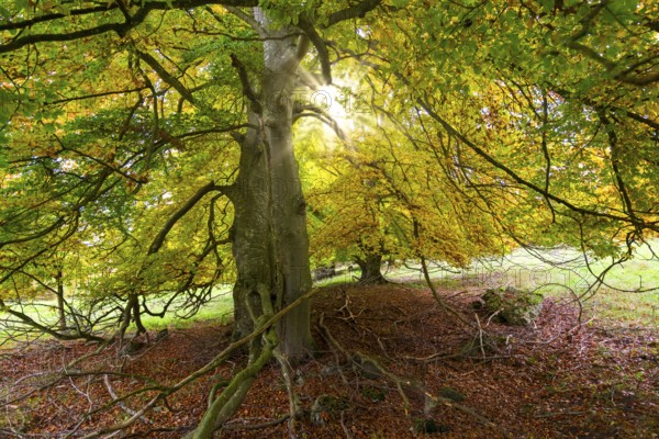 Sunrays break through the canopy in autumn forest, Beech, Swabian Alb Biosphere Reserve, Baden-Württemberg, Germany