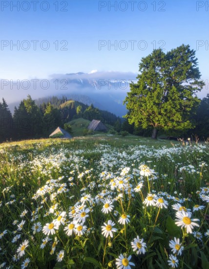 A sunlit meadow with daisies against a forest backdrop under a blue sky, Late summer country landscape with daisies meadow and sunbeams, forest in blurred background, hilly landscape in sunrise or sunset, tranquil nature template or poster for beauty of nature, AI generated