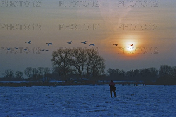 People walk across ice rink, sunset, swarm of swans flying by, frozen Elbe, Bleckede, Lower Saxony, Germany, February 9, 1996, vintage, retro, old, historic