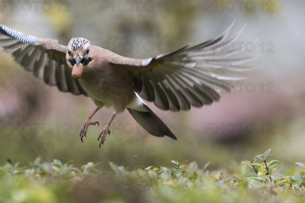 A jay (Garrulus glandarius) flies with an acorn in its beak. The wings are spread out, Hesse, Germany