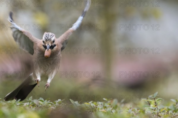 A jay (Garrulus glandarius) in flight with an acorn in its beak, frontal view, Hesse, Germany