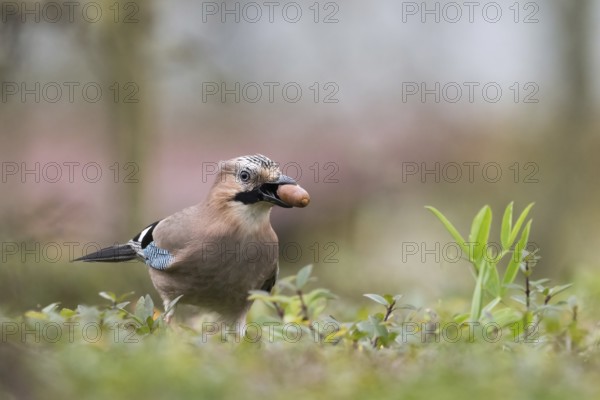 A jay (Garrulus glandarius) in grass with an acorn in its beak. The surrounding area appears calm and natural, Hesse, Germany