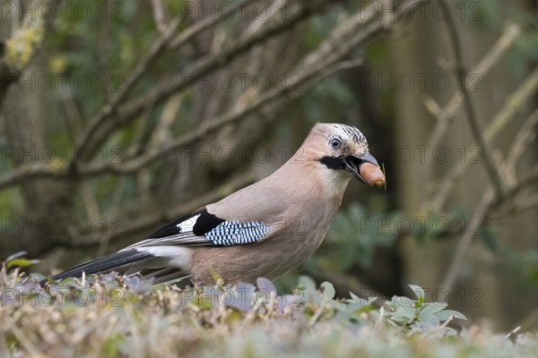 Eurasian Jay (Garrulus glandarius) with an acorn in its beak, standing on the ground surrounded by twigs and leaves, Hesse, Germany