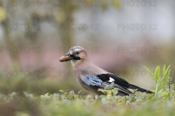 A jay (Garrulus glandarius) in grass with an acorn in its beak. A peaceful, natural setting, Hesse, Germany
