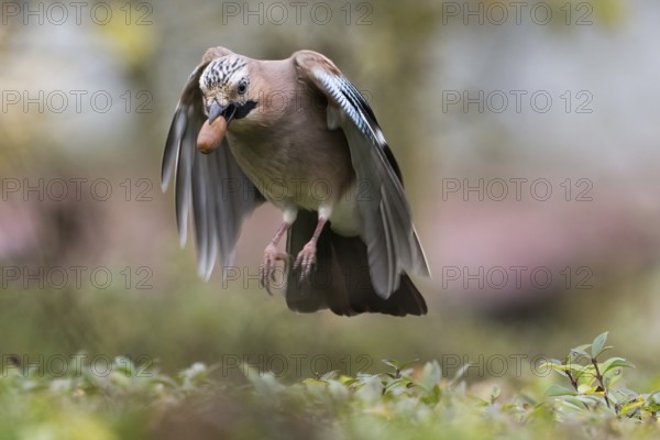 A jay (Garrulus glandarius) in flight with an acorn in its beak. He has his wings pointed downwards, Hesse, Germany
