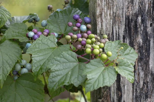 Ussuri false vine (Ampelopsis glandulosa var. brevipedunculata), vine, false vine, fruit, climbing plant, deciduous tree, deciduous shrub, Münsterland, North Rhine-Westphalia, Germany
