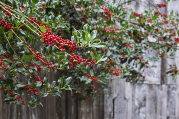 Holly (Ilex aquifolium), with red, poisonous fruits, Barken-Weseke, Münsterland, North Rhine-Westphalia, Germany