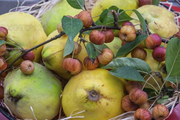 Metal bowl with quinces and ornamental apples, Münsterland, North Rhine-Westphalia, Germany