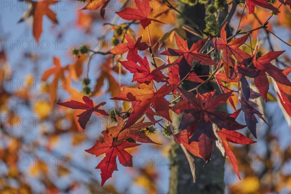 American sweet gum (Liquidambar styraciflua), also known as starfish tree, Münsterland, North Rhine-Westphalia, Germany