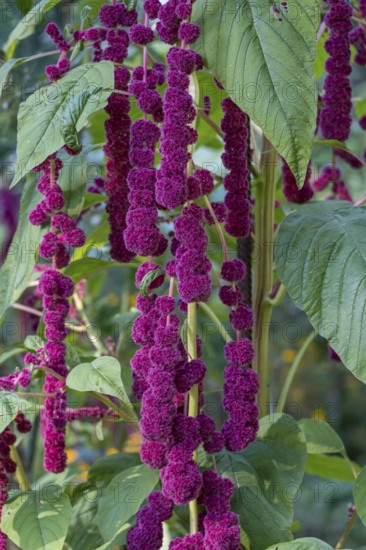 Garden foxtail (Amaranthus caudatus), inflorescence, Münsterland, North Rhine-Westphalia, Germany
