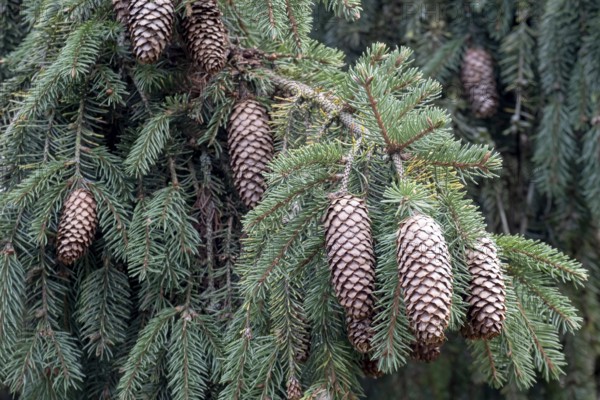 Fichtenzapfen, Münsterland, North Rhine-Westphalia, Germany