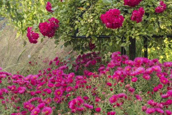 Perennial bed with rose stems and autumn asters, Münsterland, North Rhine-Westphalia, Germany
