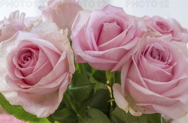 Rosafarbene Kulturrosen, Münsterland, North Rhine-Westphalia, Germany