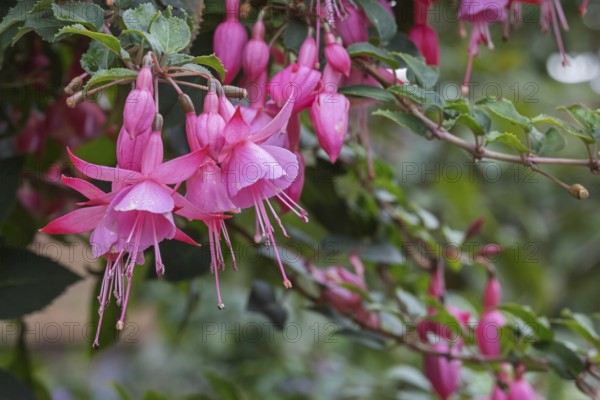 Fuchsien (Fuchsia), Münsterland, North Rhine-Westphalia, Germany