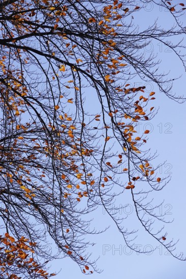 Last leaves on a beech tree in autumn against a blue sky, Germany