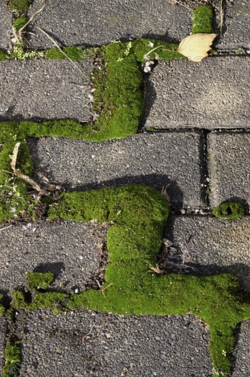 Path with paving stones and moss, autumn, Germany