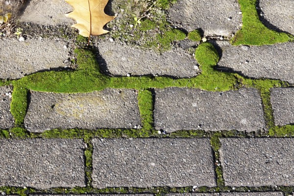 Path with paving stones and moss, autumn, Germany