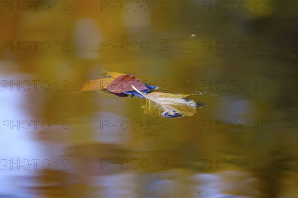 Autumn leaves in a lake, Germany