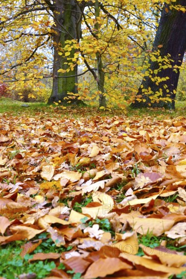 Autumn leaves in a meadow, October, Germany