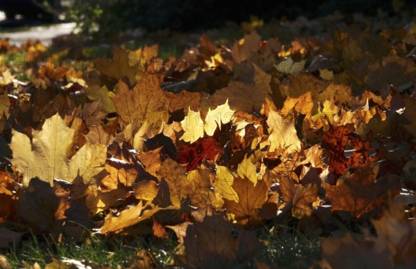 Autumn leaves in a meadow, October, Germany