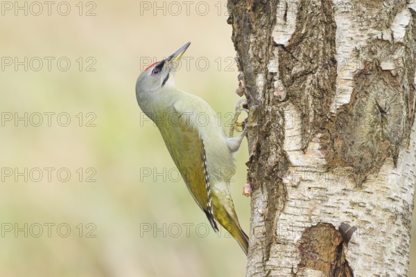 Grey woodpecker (Picus canus), male on a birch tree, wildlife, woodpeckers, nature photography, Neunkirchen, autumn, Siegerland, North Rhine-Westphalia, Germany