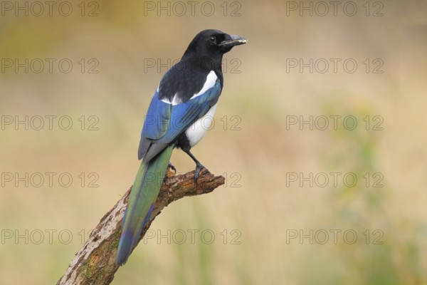 Magpie, (Pica pica) sitting on a branch with contrasting blue, black and white feathers, wildlife, corvids, nature photography, Siegerland, North Rhine-Westphalia, Germany