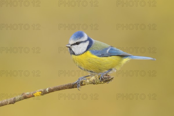 Blue tit (Parus caeruleus) sitting on a branch, wildlife, animals, birds, tit, Siegerland, North Rhine-Westphalia, Germany
