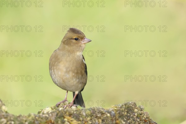 Chaffinch (Fringilla coelebs), adult female sitting on a stone in the garden, wildlife, animals, birds, songbird, nature photography, Siegerland, North Rhine-Westphalia, Germany