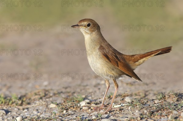 Nightingale (Luscinia megarhynchos) standing on the ground, wildlife, animals, birds, songbird, nature photography, Lake Neusiedl National Park, Seewinkel, Burgenland
