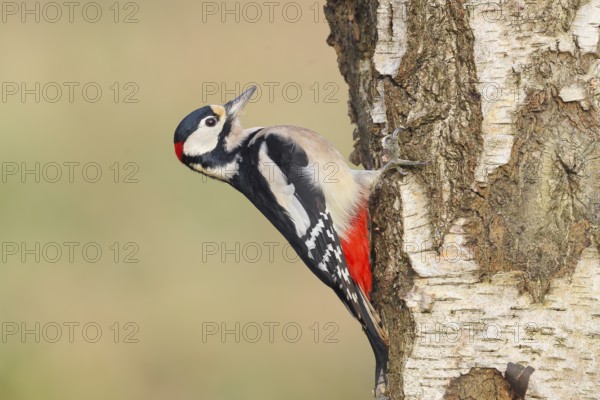 Great spotted woodpecker (Dendrocopus major) male on a birch tree, wildlife, woodpeckers, nature photography, Neunkirchen, autumn, Siegerland, North Rhine-Westphalia, Germany
