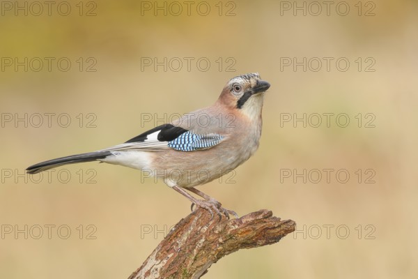 Eurasian Jay (Garrulus glandarius) sitting on a branch, wildlife, animals, birds, nature photography, Siegerland, North Rhine-Westphalia, Germany