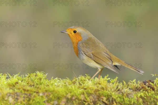 Robin (Erithacus rubecula), foraging, winter feeding, likes moss, wildlife, songbirds, animals, birds, Siegerland, North Rhine-Westphalia, Germany