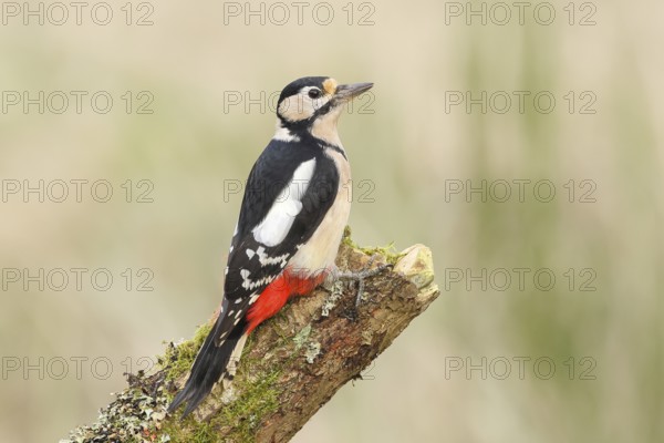 Great spotted woodpecker (Dendrocopus major), female sitting on a stump covered with moss and lichens, wildlife, animals, birds, woodpeckers, Siegerland, North Rhine-Westphalia, Germany