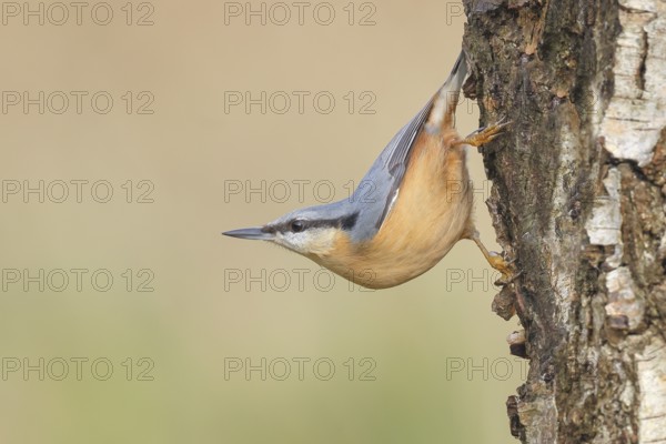 Nuthatch (Sitta europaea) hangs upside down on a birch tree, wildlife, woodpeckers, nature photography, Neunkirchen, autumn, Siegerland, North Rhine-Westphalia, Germany