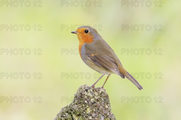 Robin (Erithacus rubecula) sitting on a stone in the garden, wildlife, animals, birds, songbird, nature photography, Siegerland, North Rhine-Westphalia, Germany