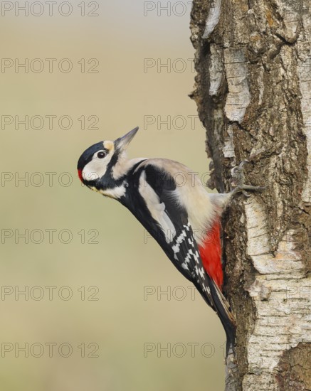 Great spotted woodpecker (Dendrocopus major) male on a birch tree, wildlife, woodpeckers, nature photography, Neunkirchen, autumn, Siegerland, North Rhine-Westphalia, Germany