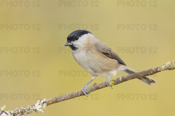 Swamp tit (Parus palustris) sitting on a branch, wildlife, animals, birds, tit, Siegerland, North Rhine-Westphalia, Germany