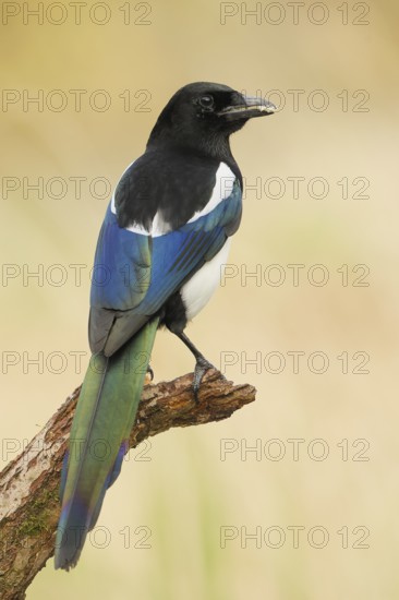 Magpie, (Pica pica) sitting on a branch with contrasting blue, black and white feathers, wildlife, corvids, nature photography, Siegerland, North Rhine-Westphalia, Germany
