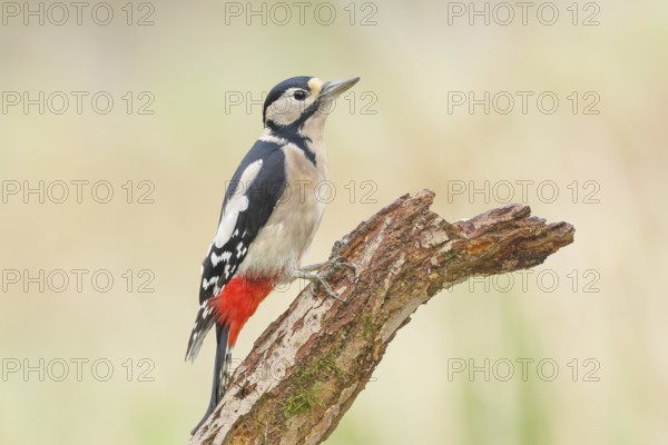 Great spotted woodpecker (Dendrocopus major), female sitting on a branch, wildlife, animals, birds, woodpeckers, nature photography, Siegerland, North Rhine-Westphalia, Germany
