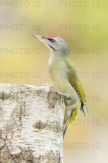 Grey woodpecker (Picus canus), male on a birch tree, wildlife, woodpeckers, nature photography, Neunkirchen, autumn, Siegerland, North Rhine-Westphalia, Germany