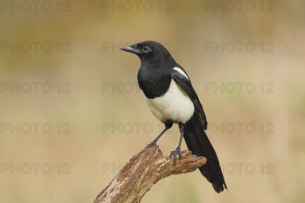 Magpie, (Pica pica) sitting on a branch with black and white feathers, wildlife, corvids, nature photography, Siegerland, North Rhine-Westphalia, Germany