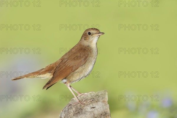 Nightingale (Luscinia megarhynchos) shoots on tree stump, wildlife, animals, birds, songbird, nature photography, Lake Neusiedl National Park, Seewinkel, Burgenland