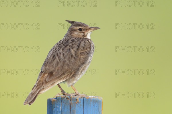 Crested lark (Galerida cristata) sitting on a blue post, wildlife, animals, birds, songbird, nature photography, Neusiedler See National Park, Seewinkel, Burgenland, Austria
