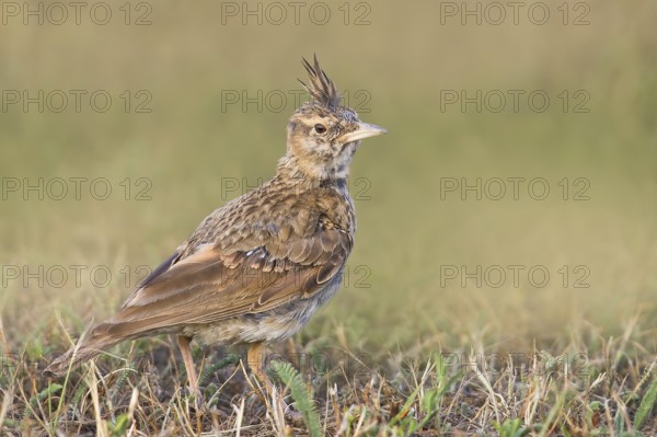 Crested lark (Galerida cristata) young bird standing in grass, wildlife, animals, birds, songbird, nature photography, Neusiedlersee National Park, Seewinkel, Burgenland, Austria